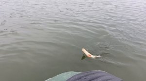 Лучшая съедобная резина