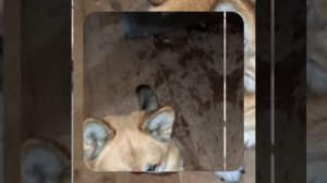 1000043013.mp4 (Собака наблюдает за лайфхаками при строительстве дома А-фрейм)