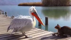 Войны AI-котов