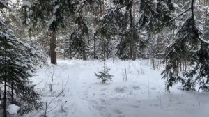 МОРОЗНЫЙ ВЕЧЕР В УРАЛЬСКОМ ЛЕСУ