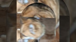 1000043017.mp4 (Собака наблюдает за лайфхаками при строительстве дома А-фрейм)