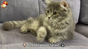 Котята и щенята 🐈🐶 Кошки и собаки 🤗 Милое видео про животных (29)