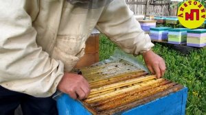 Проверка приема пчёлами личинок  в мисочках