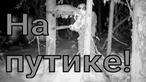 Удачно пробежал по путику первый раз на лыжах мыши подстригли соболя сойки и белки поубавилось