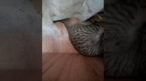 VID_20251215_150556.3gp