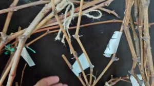 ЛОЗА ВИНОГРАДА  2025 ОБРЕЗАНА  И ГОТОВА К РЕАЛИЗАЦИИ 8-993-451-00-51