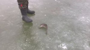 поимка форели на ратлин