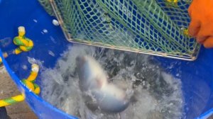 Партия Форели 1.5-2+