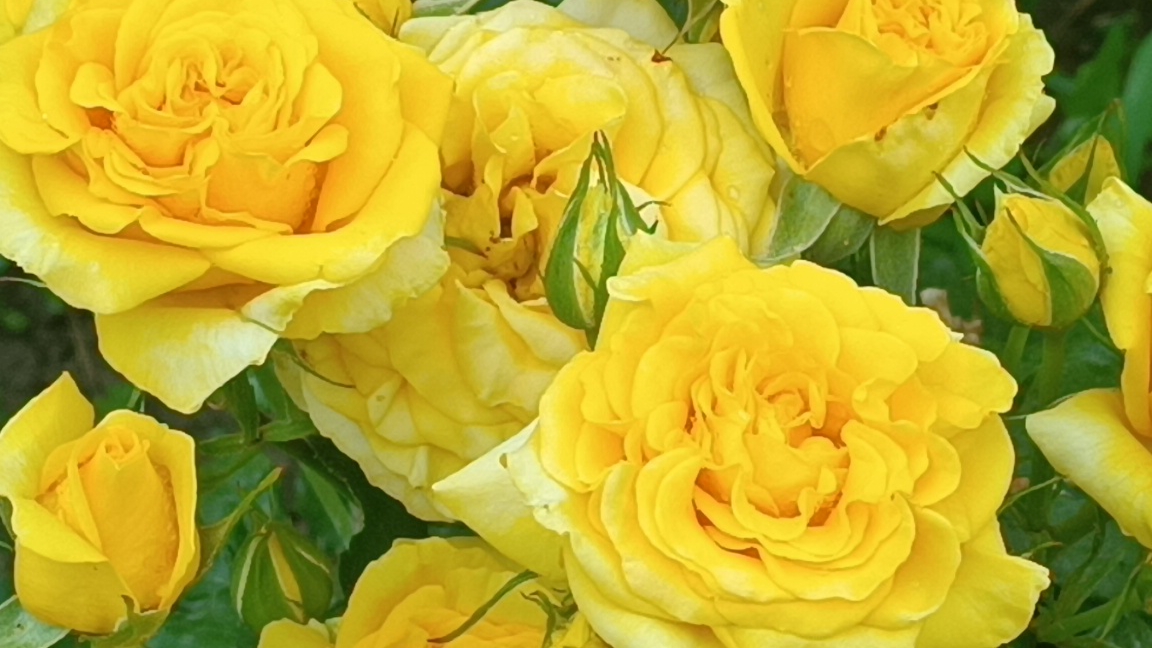 Яркая, миленькая, золотая Роза. смотреть онлайн