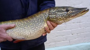 САМАЯ КРУПНАЯ ЩУКА ЛОВИТСЯ В ДЕКАБРЕ