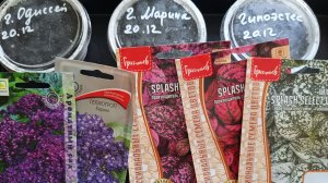 100 процентная всхожесть остеоспермума. Посев гелиотропа и гипоэстеса.