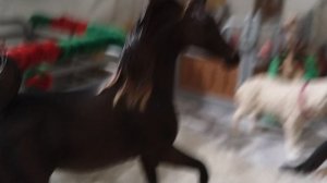 Типы лошедей щляйх и колекта