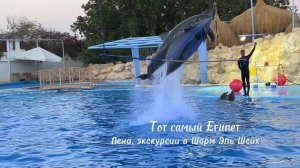 Дельфинарий в Шарм Эль Шейх. Топ экскурсий Египет