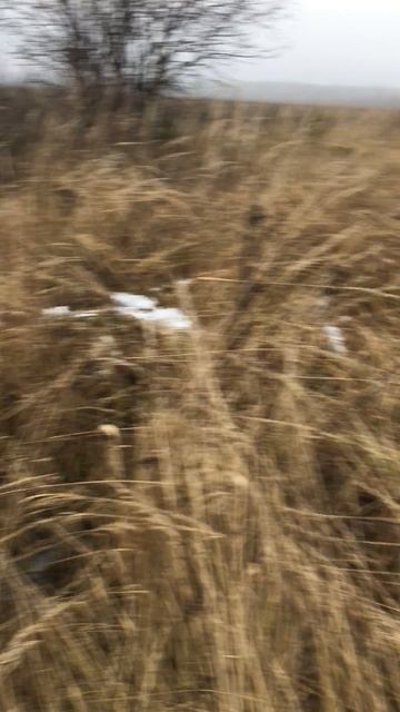 НОВОГОДНИЙ ПОКОС