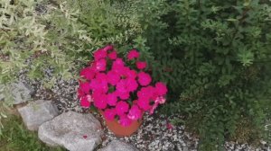 Началось! Черенкование, укоренение Бальзамина и не только!