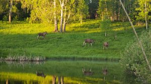 1 ИЮНЯ. Крупный КАРАСЬ, апельсинка и ЛОСИ!