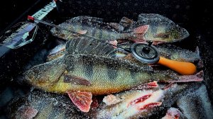 ЛЕСКА ТРЕЩИТ! ТРОФЕЙ на БЕЗМОТЫЛКУ / ЖЕРЛИЦЫ ВМЁРЗЛИ! ПОПАЛИ В НЕПОГОДУ на ТАЁЖНОМ ОЗЕРЕ / Часть 1