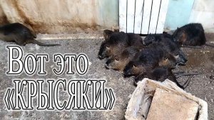 МНОГО НОВИНОК, ЗАПУСТИЛИ СТАНОК