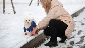 Кинолог назвал способ приучить собаку к обуви для животных