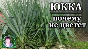 Почему юкка не цветет  Мой опыт выращивание юкки