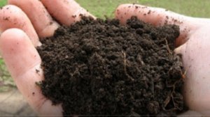 БИОГУМУС лучшее удобрение!