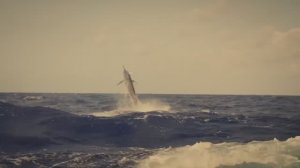 Самая безумная рыбалка в мире / Охота за черным Марлином весом в 450 кг !