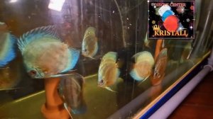 Аквариумистика. Уроки селекции!