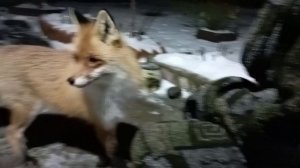 (1201) Лиса приходит в гости. Декабрь 2025