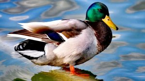 Закон подлости, без ружья, а под ногами утки! #охота #рыбалка #селезень #утки #кряква