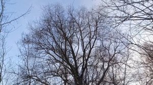 Зимняя прогулка у реки Мулянка в Перми.