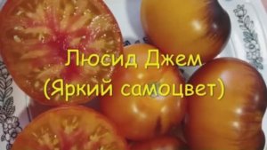 Каталог томатов на 2026 год. Часть 3. г. Киров  т. 89229284031