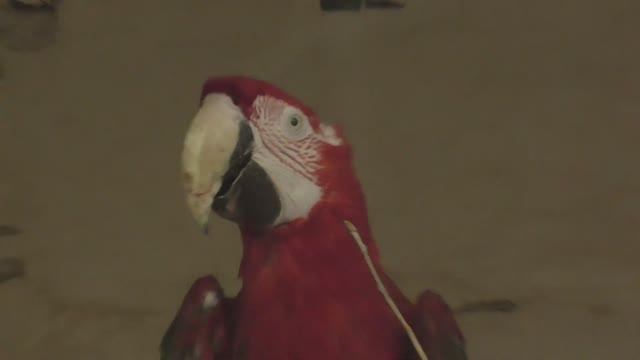 Scarlet macaw parrot at the zoo #parrot #macaw #birds #bird