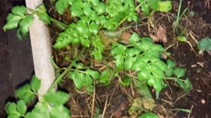 Сельдерей в теплице ожил.