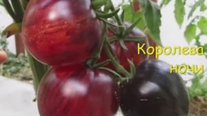 Каталог томатов на  2026 год. Часть 4. г. Киров  т. 89229284031