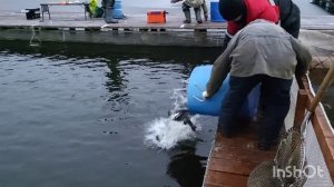 20.12.25. Зарыбление VIP зоны форелью.