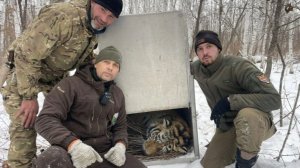 Конфликтный тигр отловлен около хабаровского поселка