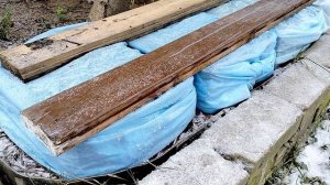 Сеянцы Прострела - как я их укрыла на первую зиму 2025