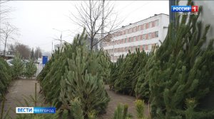 В Белгороде открылись традиционные елочные базары