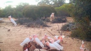Какаду инка (Cacatua leadbeateri) в национальном парке Вайперфельд