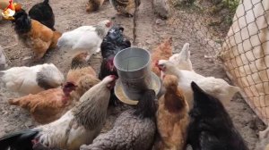 Любовь птицевода к Курочкам 🐥🐔🥚 Нежное видео 🐓 Версия (90)