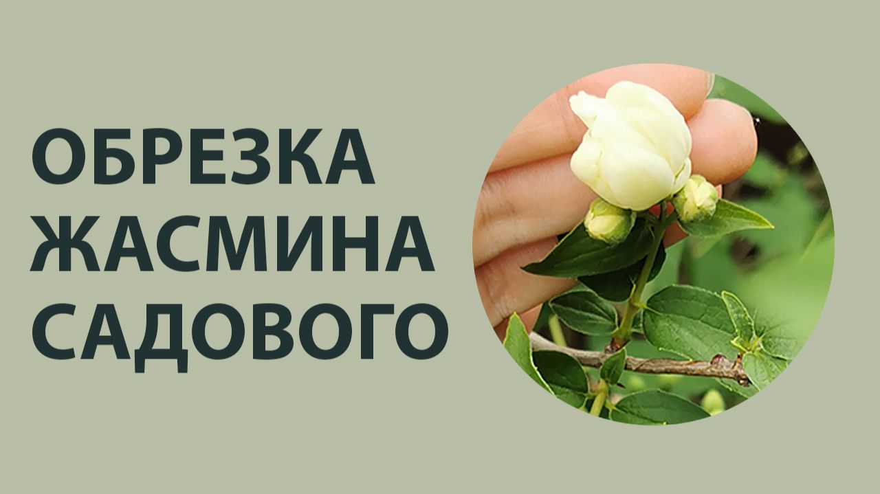 Обрезка жасмина (чубушника) весной | Формирование куста для пышного цветения