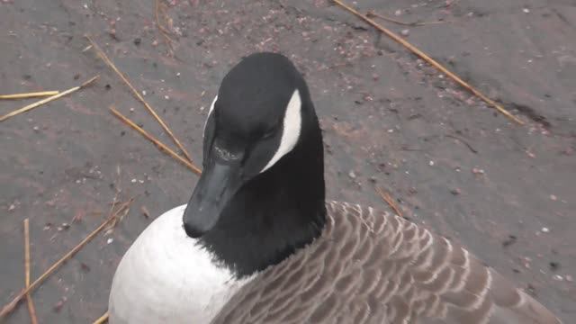 Гуси интересуются человеком