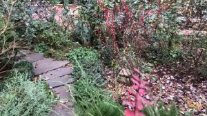 Вечнозелёный южный сад после первых морозов. 20 декабря 2025.