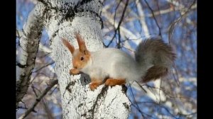 " Мой зимний сон" 20 декабря