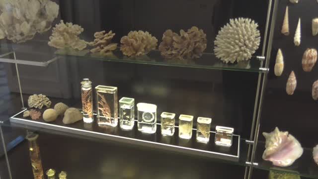 Раковины моллюсков в музее естествознания #finland #seashell #ракушки