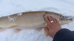 рыбалка щука монстр трофей