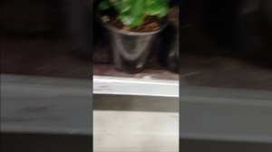 первый привоз Цветов Лемана Про Белгород.