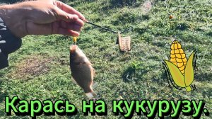 Рыбалка. Карась на кукурузу.