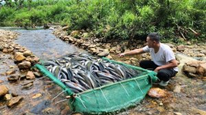 Куча рыбы в ручье, ловушка для обогащения.