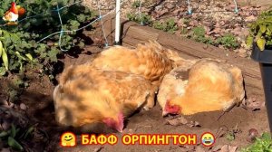Куры Бафф Орпингтон ласковые золотые несушки❣️🤗😂 (150)